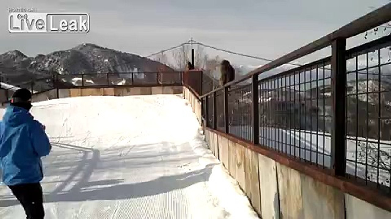 Snowboarding with Monkeys in Japan