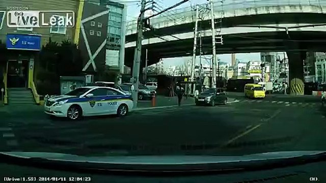 Seems like dogs are more aware road users than their human counterparts