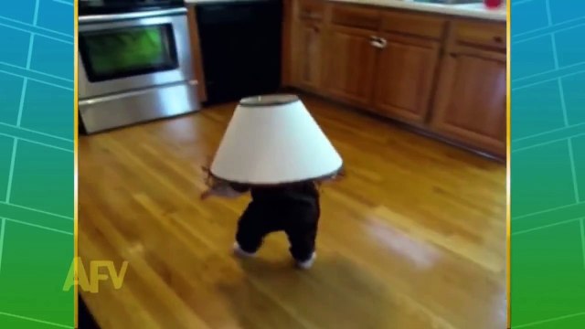 Dogs and Babies Funny Walkers Vids4Kids