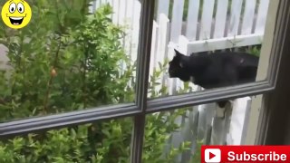 Funny Cats - Best Funny Videos 2015