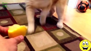 Funny Cats and Dogs vs Lemons - Best Funny Videos