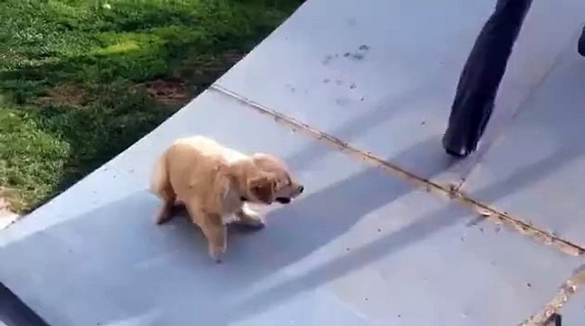 Ce petit chiot labrador n'arrive pas à grimper sur cette rampe de skate... Trop mignon
