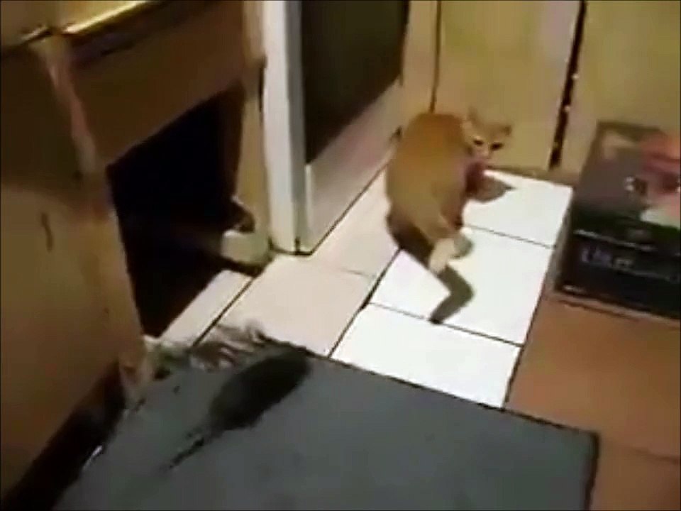 Un chat attaqué par un très gros rat
