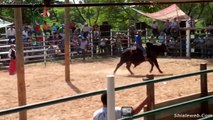 Super Jaripeo Extremo Del Dia Del Padre En El Espinal Oaxaca Mexico Montas De Lujo Jinetes Se Enfrentan A Toros Salvajes Ganaderia Local Octubre 2015