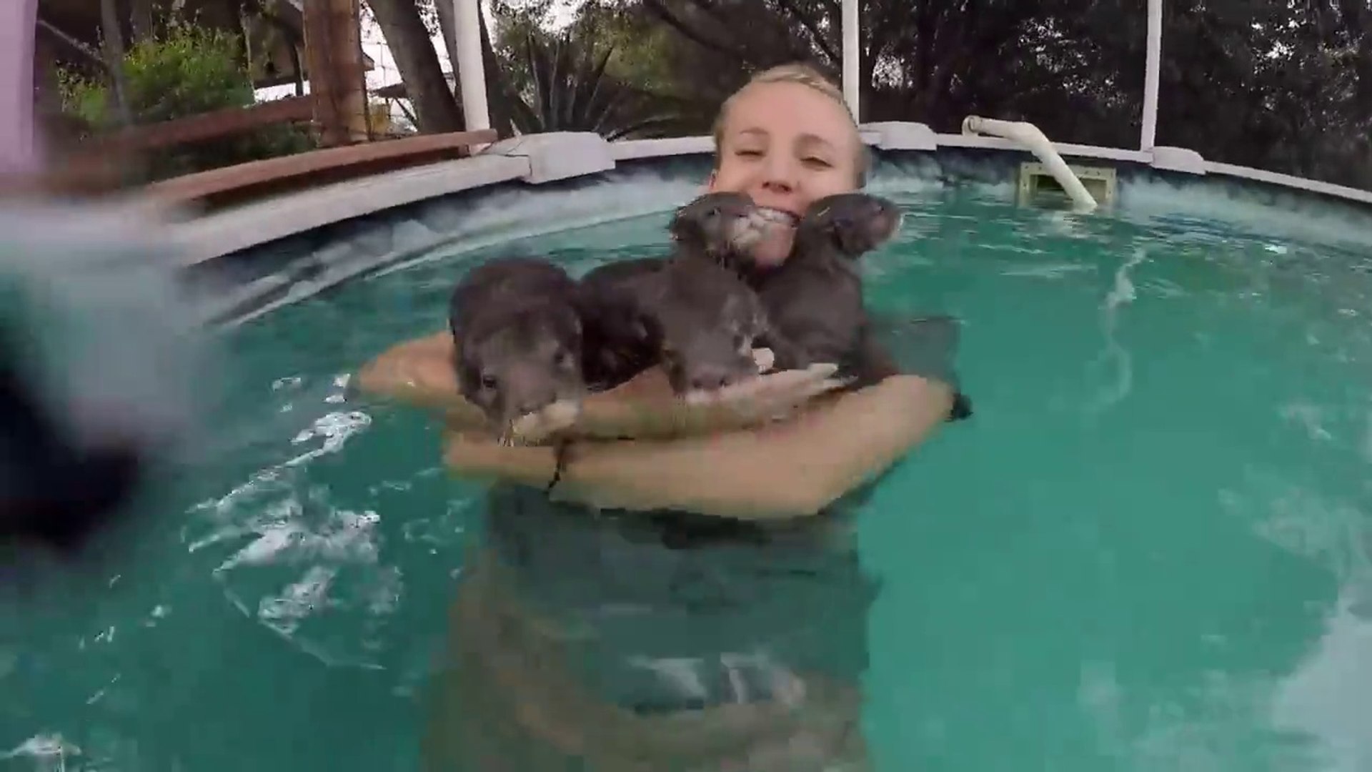Des Bebe Loutres Font Des Gros Calins A Cette Chanceuse Dans La Piscine Video Dailymotion