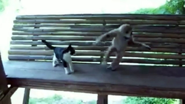 Crazy Monkey vs Kitten and Cute puppy bothers cat - Must See