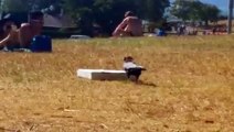 Crow traying to eating pizza And Cats Fun