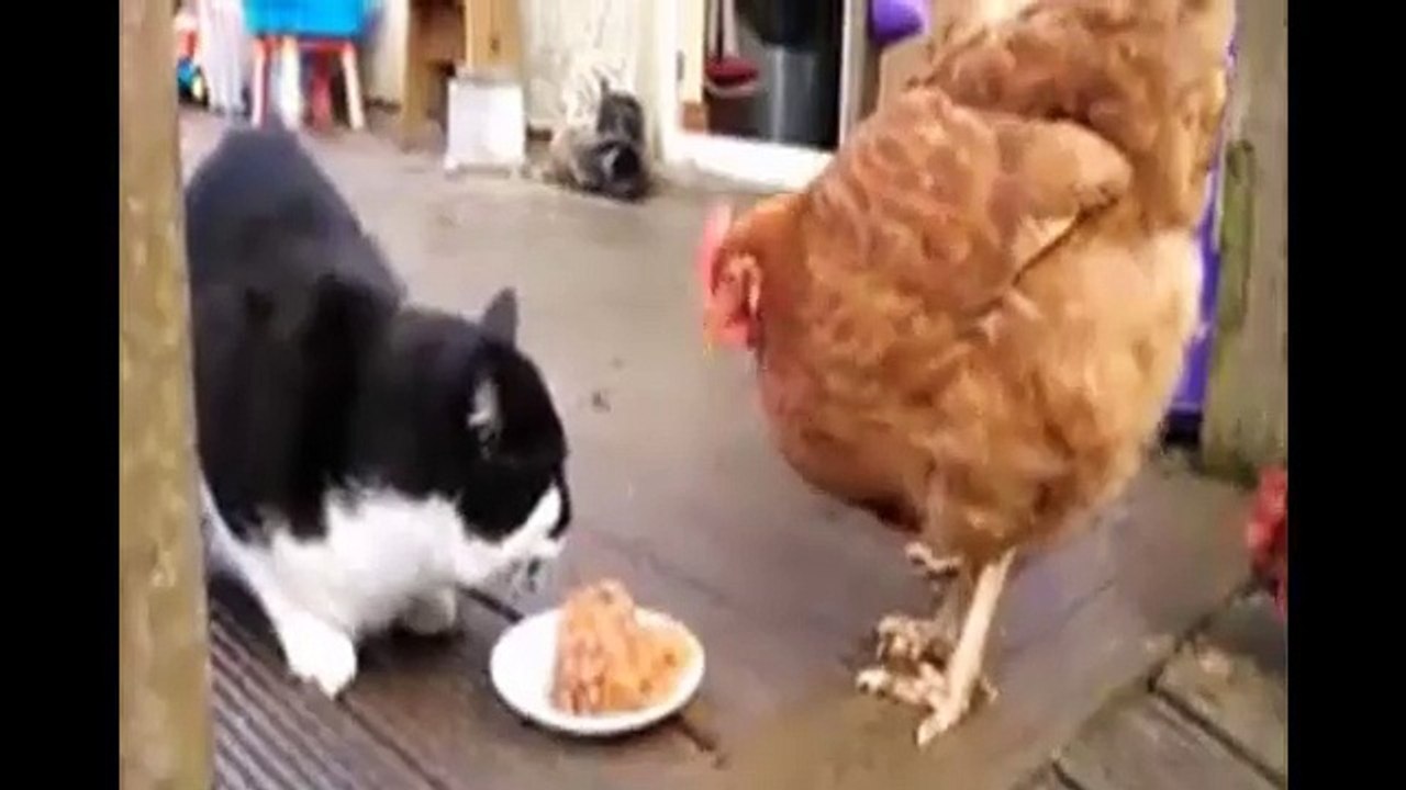 Funny Animal Cats and Dogs Video Clips  Fail  2015