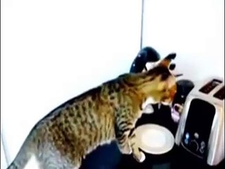 Funny Animal Cats Video Clips  Fail  2015