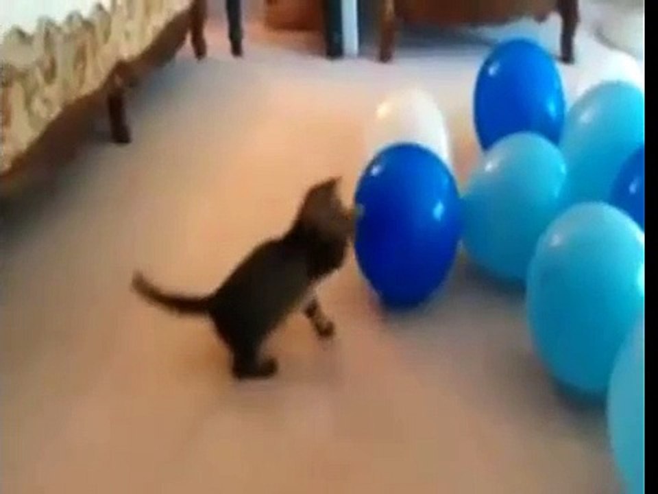 Funny Animal Video Clips  2015
