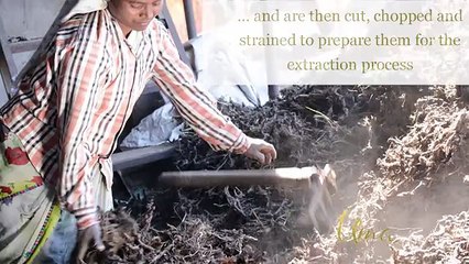 How Uma essential oils are extracted?