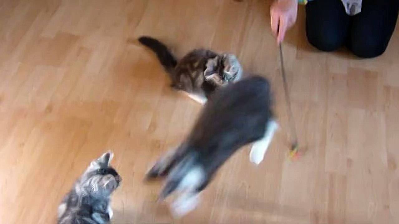 14-9-15  Chatons groupe vidéo (2)