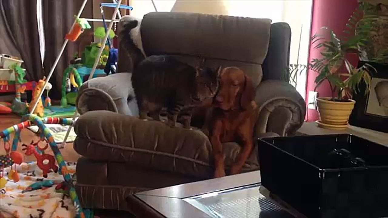 Funny Animal Video Clips  Fail  2014 (Low)