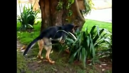 Funny Animals - Funny Cats, Funny Dogs & Animals#1