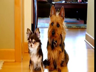 FUNNY CATES AND DOGS