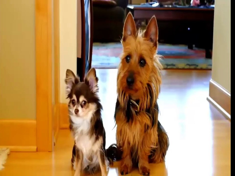 FUNNY CATES AND DOGS