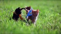 Funny Flying Playing Cats and Dogs