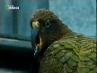 El Kea: Inteligencia animal