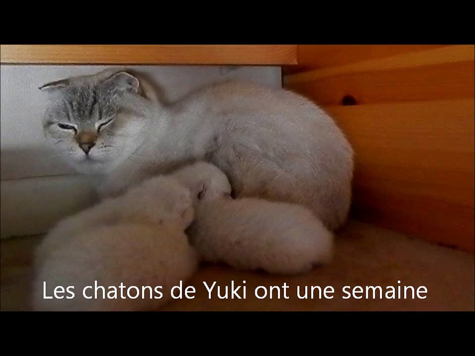 Les chatons ont une semaine