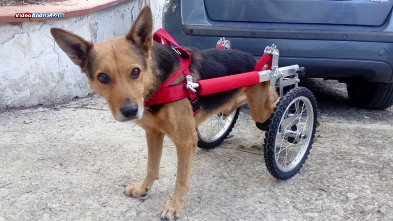 "Girotondo", il cane disabile in carrozzella accolto dagli andriesi in Piazza Catuma