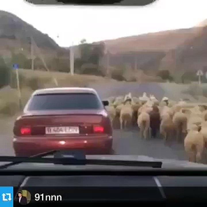 schaap stelen .......hahahah