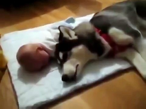 Собака породы хаски успокаивает малыша) Это так мило))