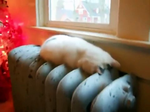 Как спят кошки. Смешное видео про кошек!