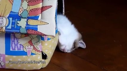 Как наши любимцы спят