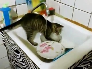 Кот посудомойщик! Смотреть всем!