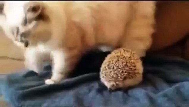 Кот сел на Ёжика)))