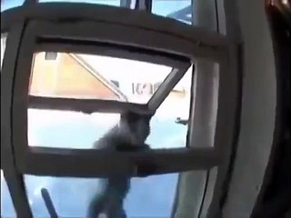 Кот, профессиональный форточник.)