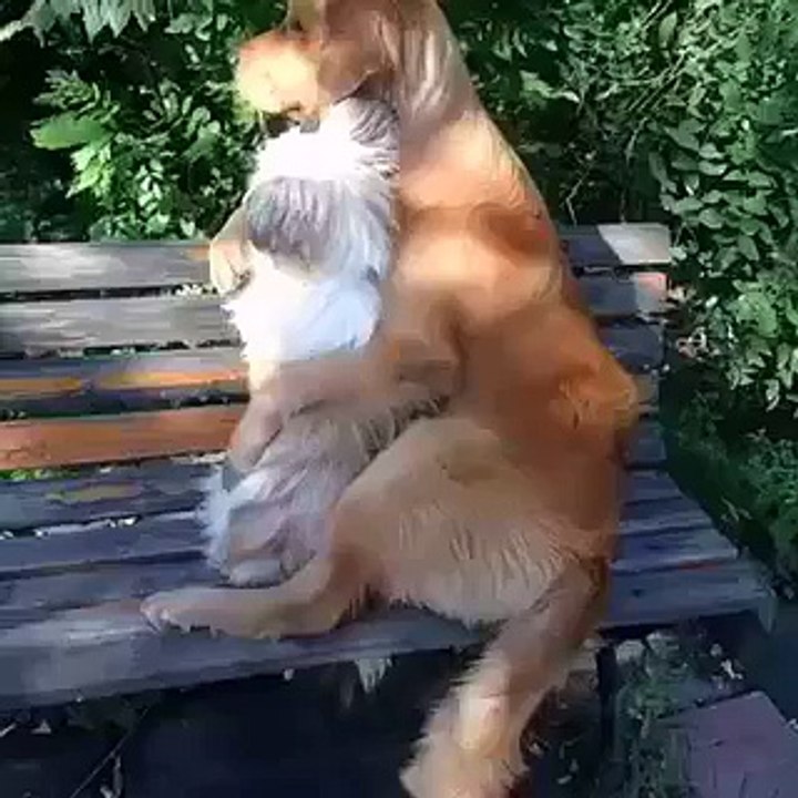 Love of two dogs