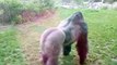 Silverback Gorilla Attacks Family at Zoo || Full Version Of Encounter