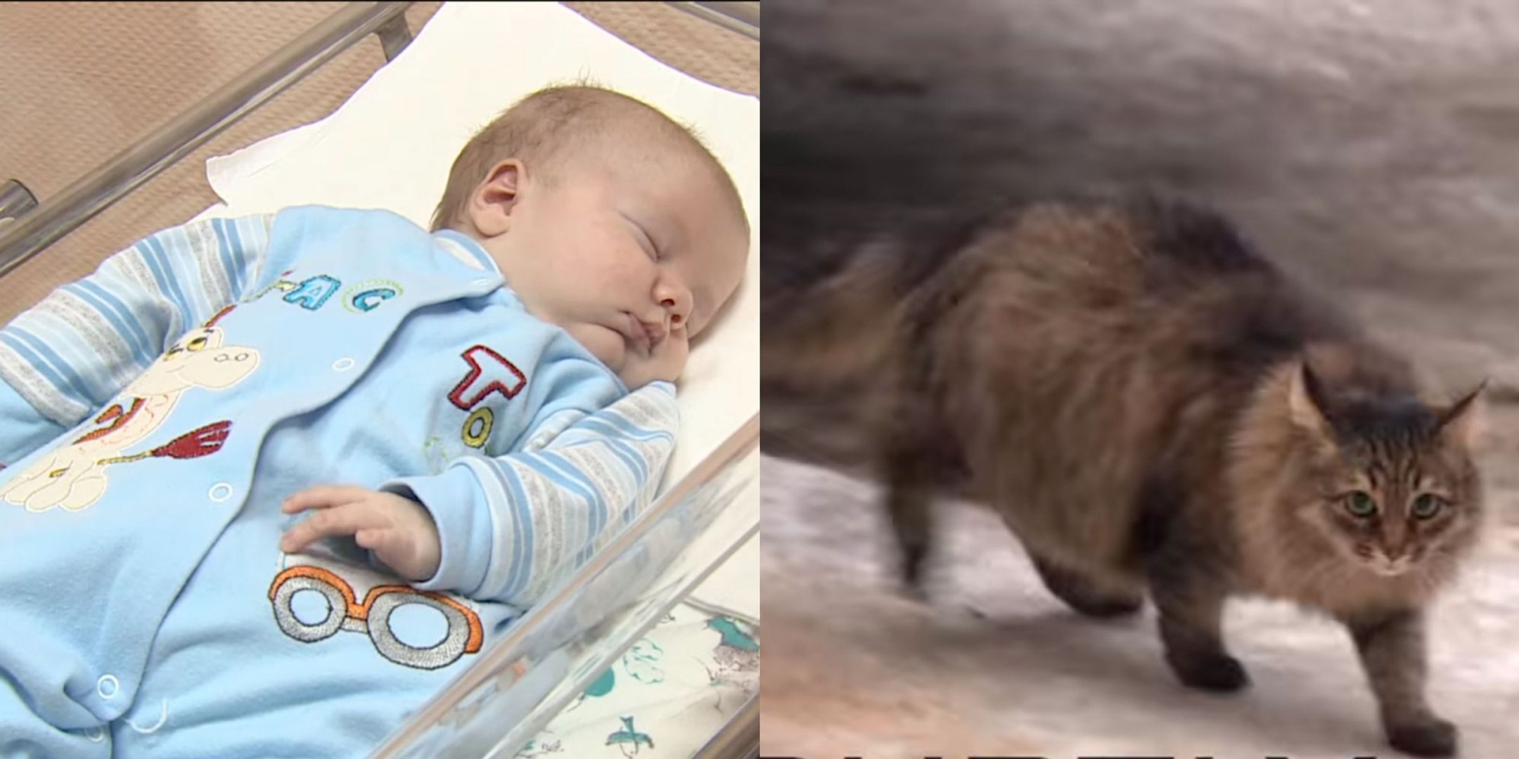 Un Chat A Sauve Un Bebe Abandonne Video Dailymotion