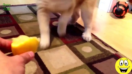 Funny Cats and Dogs vs Lemons - Best Funny Videos