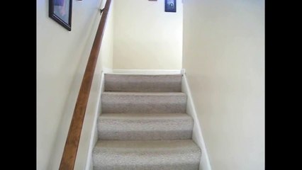 Baby pygmy goat has a moment on the stairs