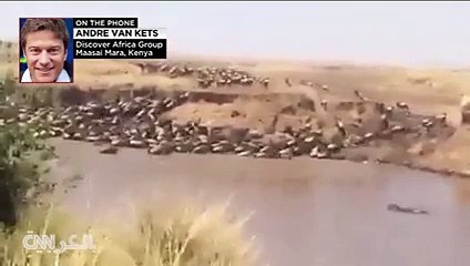 The great migration of animals directly on the internet