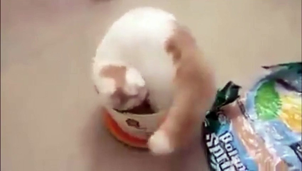 Cappuccino cat