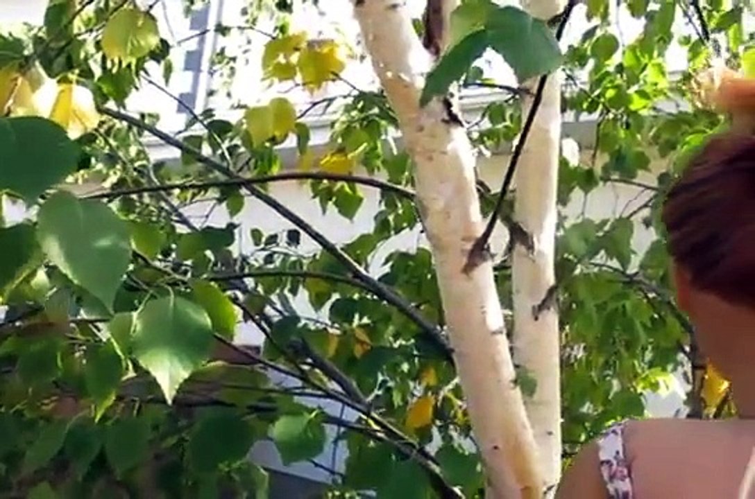 Easy Hairstyles for your American Girl Dolls!