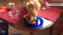 Как коты тырят наши вещи