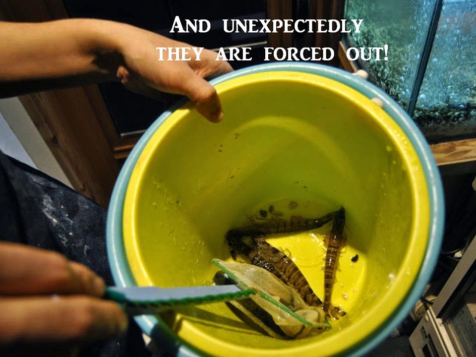 踊り海老 Odori Ebi - Japanese 'living' shrimp snack