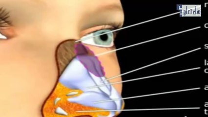 تنحيف الانف بطريقة طبيعية رائعة