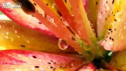 LiveLeak.com - How Your Brain Tricks Itself