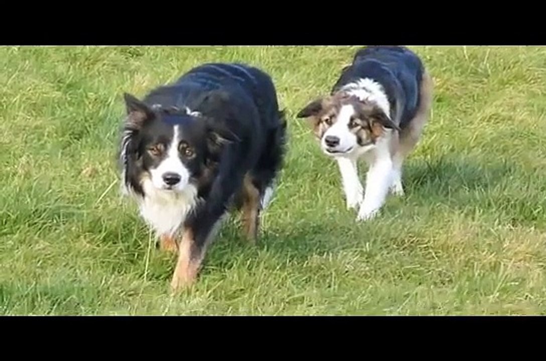 LiveLeak.com - The Collie Walk. Dog attempts attack on his brother