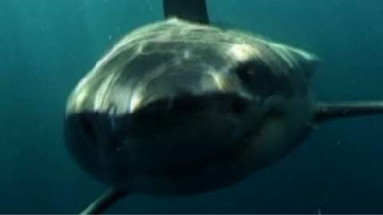 Great White Shark Says Hello