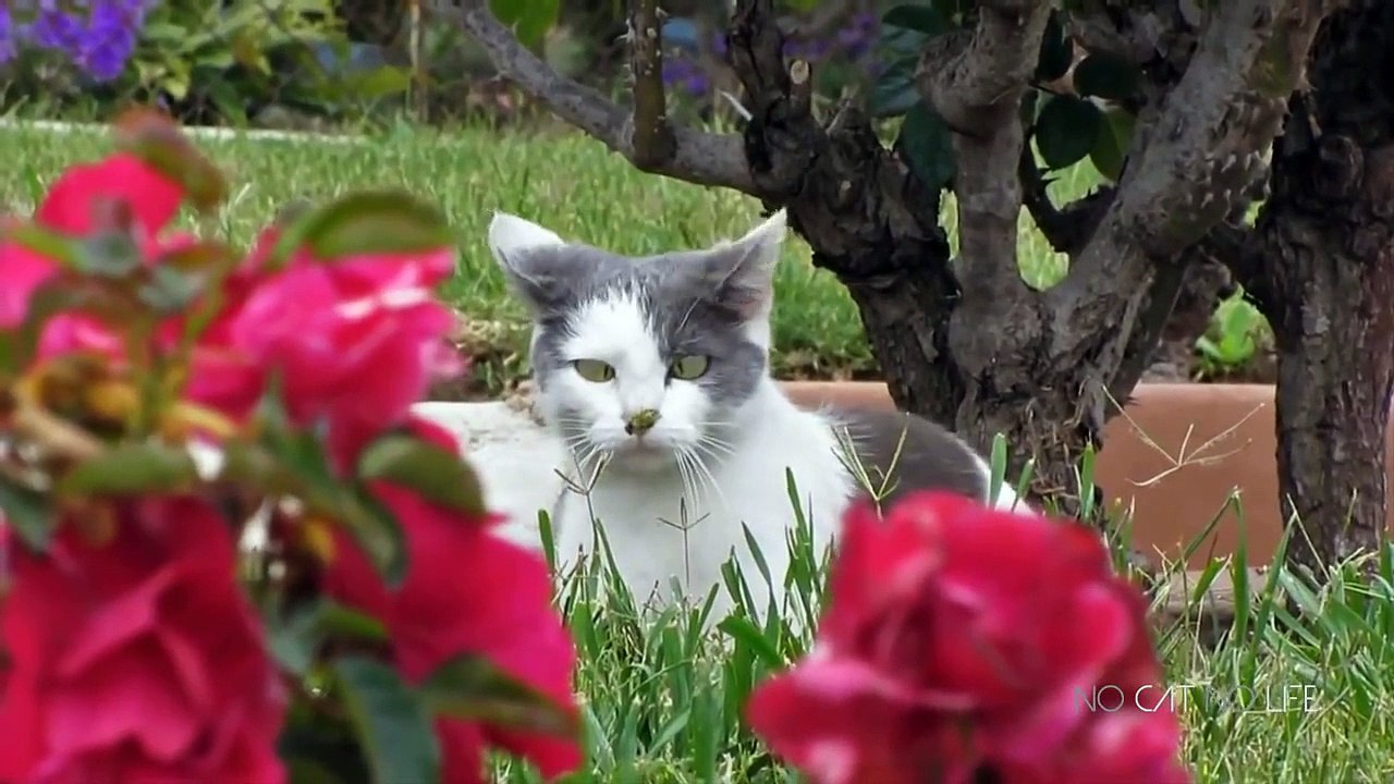 Funny Cats Compilation (Most Popular) Part 1