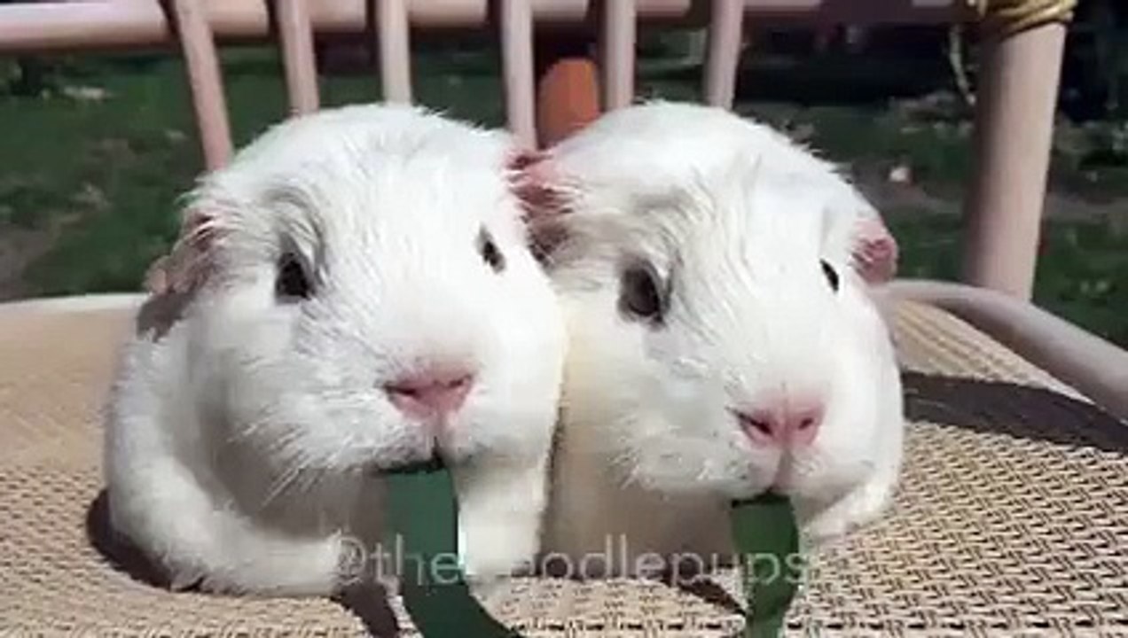 Two rabbit play tug of war in slow motion! So Funny!