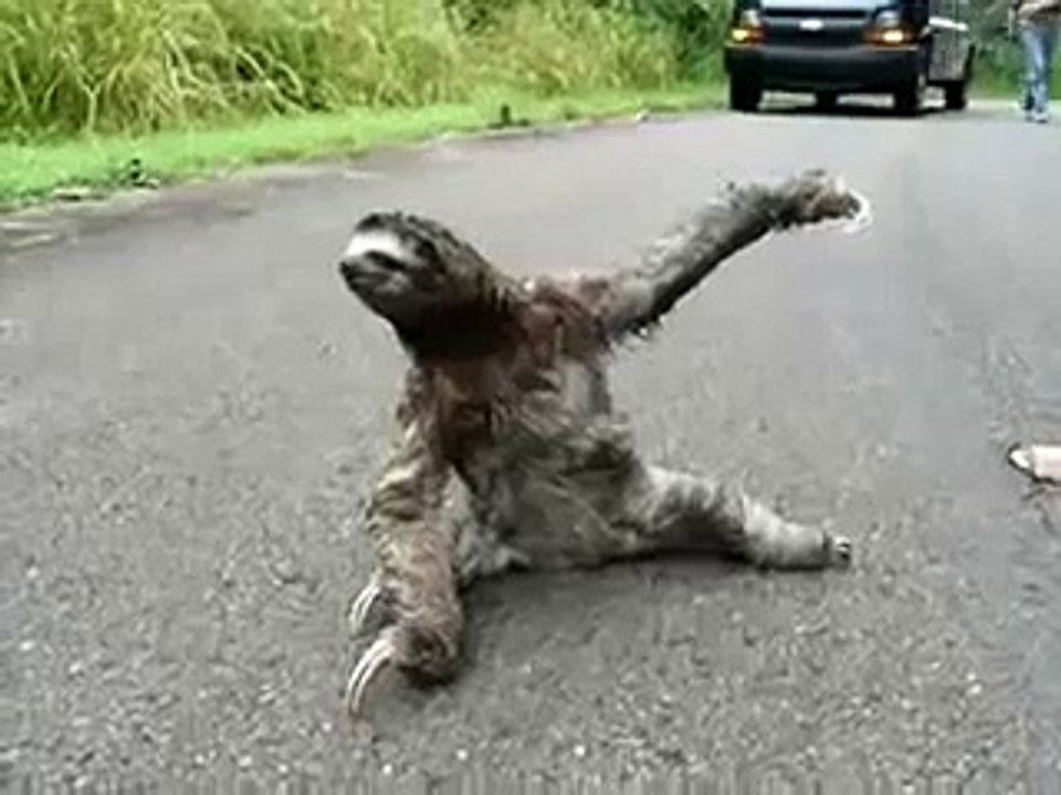 Leniwiec na bani zobacz śmieszne filmiki filmy wpadki 2013