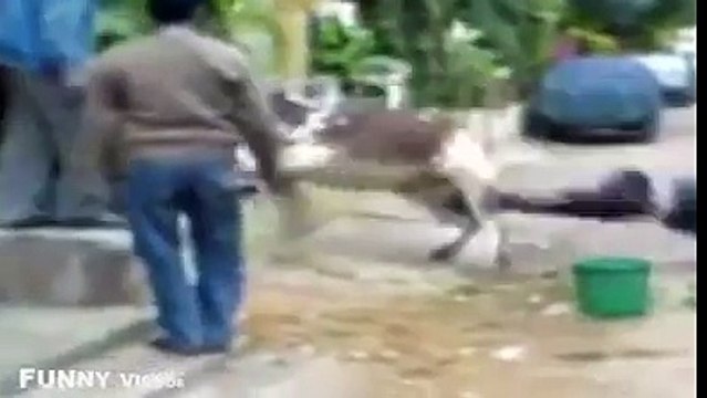 brutally attacked by Animals. must watch