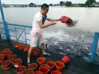 Balıkların Yem Kapmak için Mücadelesi